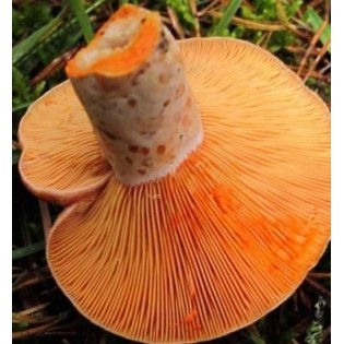 Sangin mushrooms