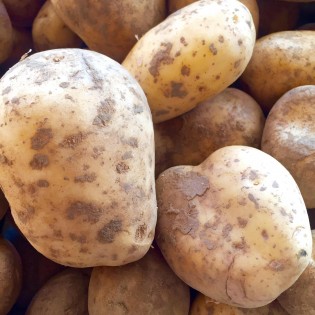 Ancient potatoes