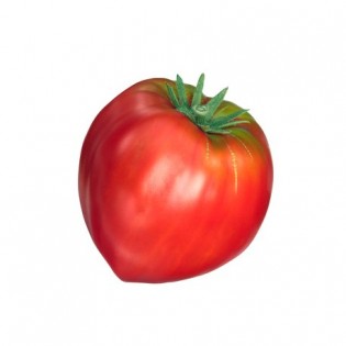 Tomates - coeur de boeuf ancienne