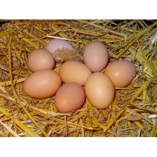 Organic eggs (farmer)