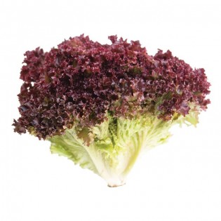 Red Lollo lettuce