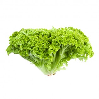 Green lollo lettuce