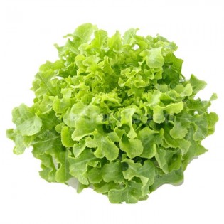 Green oak leaf lettuce