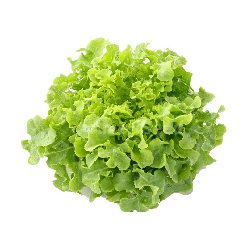 28 Green Oak Lettuce 06/2023 - Vik News
