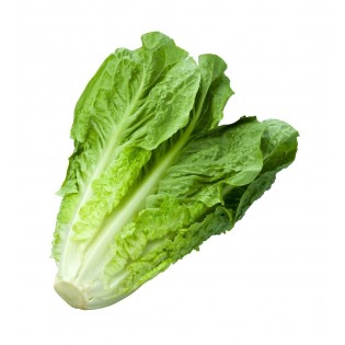 Romana lettuce
